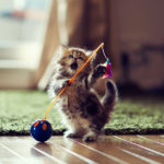 Adorable Cat Toys - Image 2